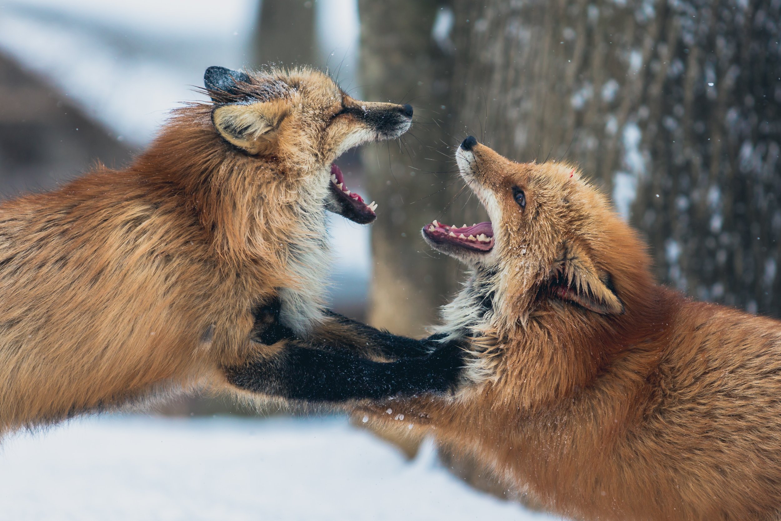 Two red foxes with open mouths face each other aggressively in a snowy forest, their fur bristling and front paws raised as they appear to be fighting or playfully sparring.