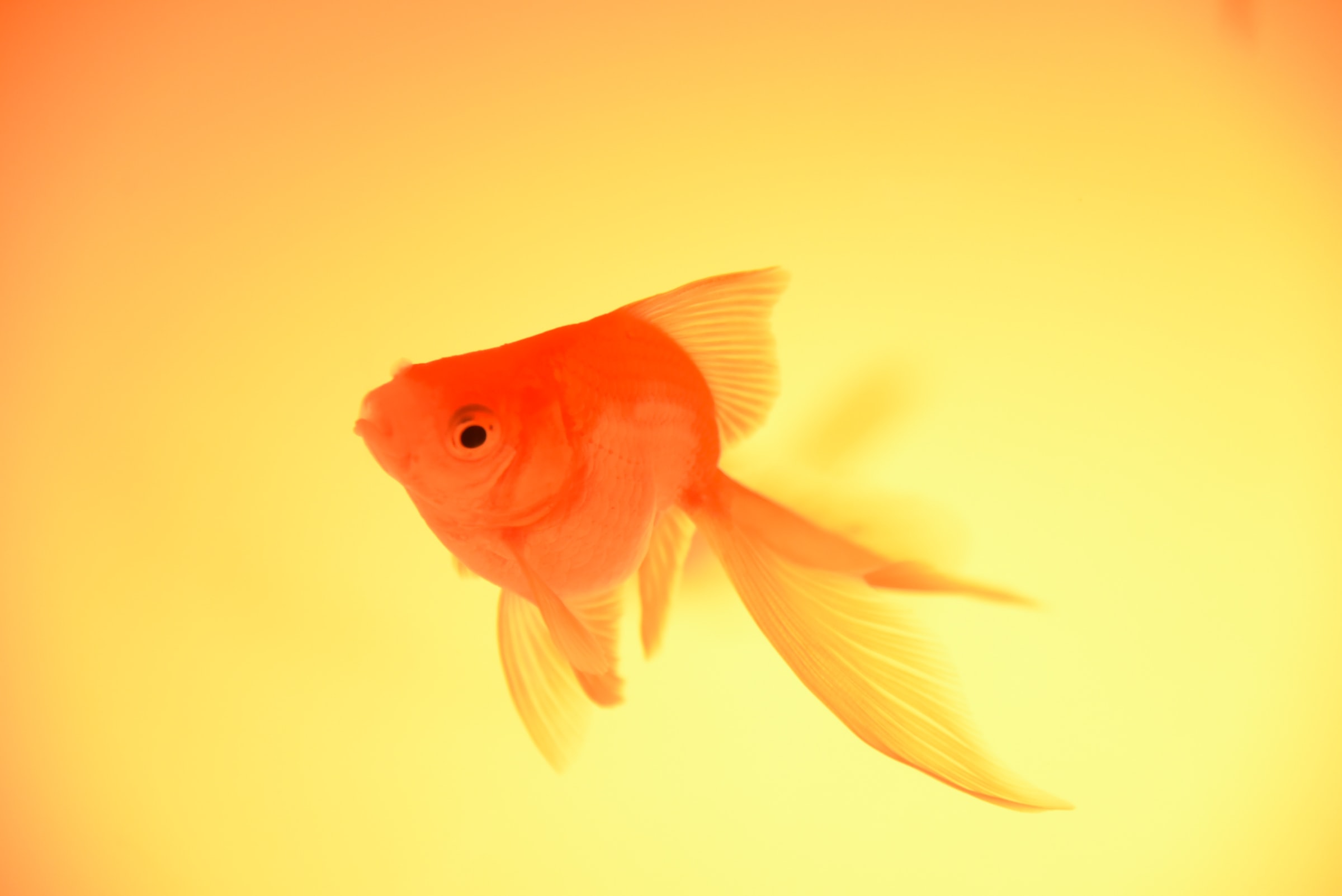 A bright orange goldfish with flowing fins swims against a glow of warm yellow and orange light, creating a soft, dreamy background.