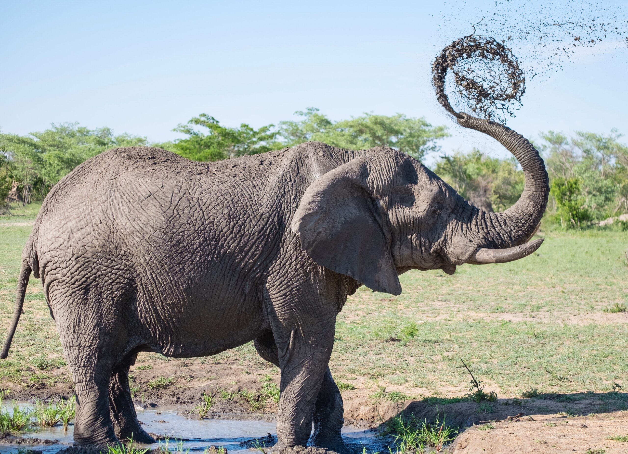 An elephant stands on grassy ground, using its trunk to spray a swirl of mud and water onto its back. Green bushes and a clear blue sky are visible in the background.