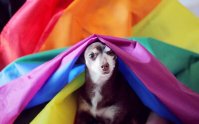 Dog Poo for the Win!