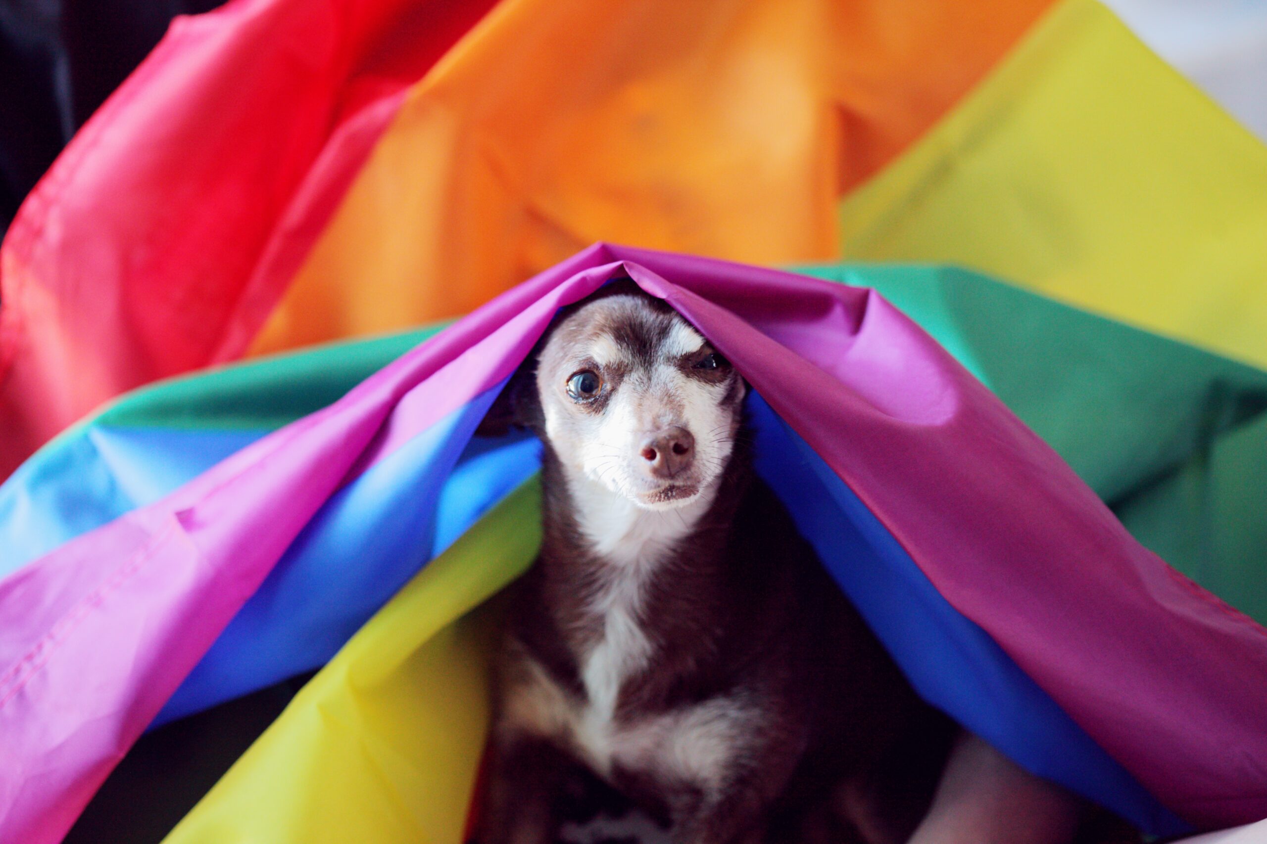 A small brown and white dog sits partially covered by a colorful rainbow pride flag, looking directly at the camera.